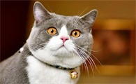 4个月小猫一般多重