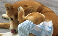 狗狗来月经一般是几天