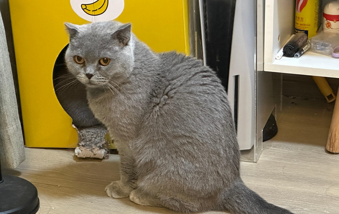 养猫对老人伤害大吗 养猫对老人伤害大吗