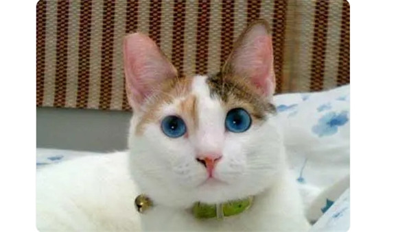 冰蓝色眼睛的猫
