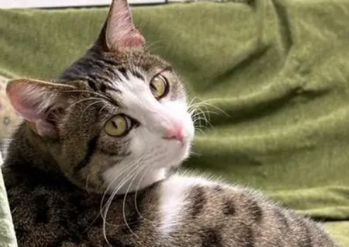 膀胱炎猫咪一般治疗多久 膀胱炎猫咪一般治疗多久