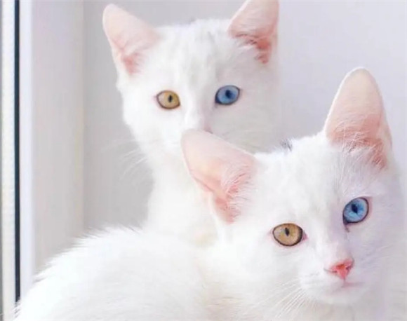 解密猫异瞳,美丽背后的科学原理! 解密猫异瞳,美丽背后的科学原理!