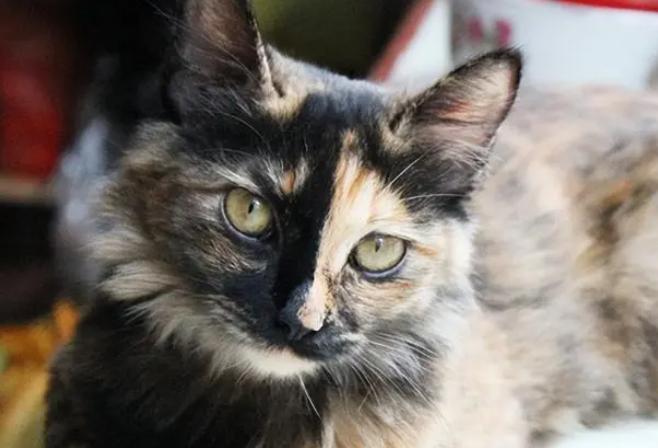 为啥“玳瑁猫”弃养率一直这么高呢? 为啥“玳瑁猫”弃养率一直这么高呢?