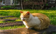 宠物猫种类大全