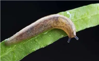 鼻涕虫是怎样子的