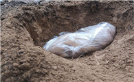 宠物猫死后埋小区犯法吗