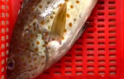 石斑鱼青斑多少钱一斤 石斑鱼青斑多少钱一斤