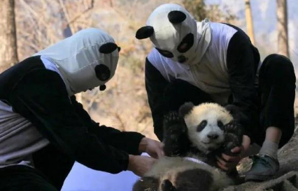 大熊猫野外遇到假熊猫后躲了起来