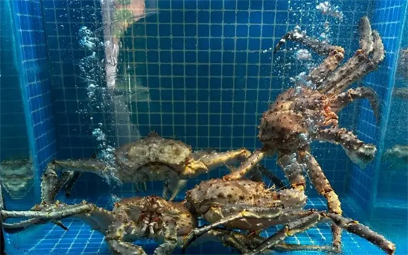 海螃蟹喜欢吃什么