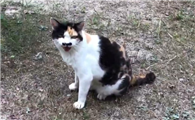 被野猫咬了一口出血了怎么办