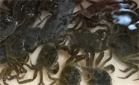 海水螃蟹怎么养