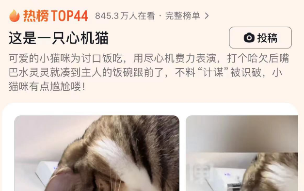 这是一只心机猫，小猫为了吃上一口，也太会了