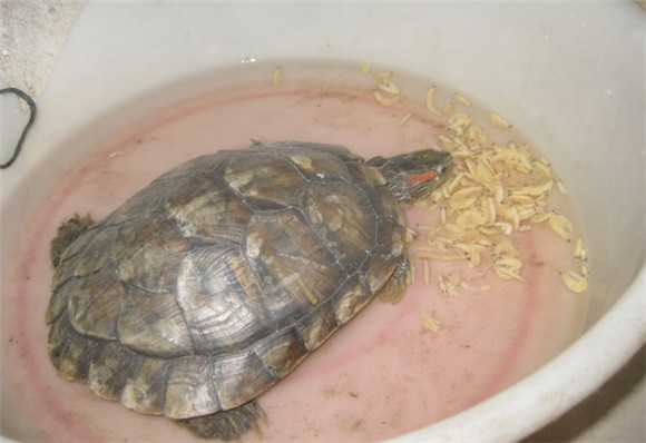 乌龟爱吃的10种食物