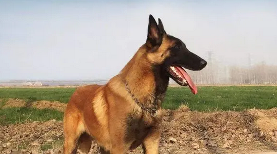 为什么饲养马犬的人很少,因为这几点很少有人接受 为什么饲养马犬的人很少,因为这几点很少有人接受