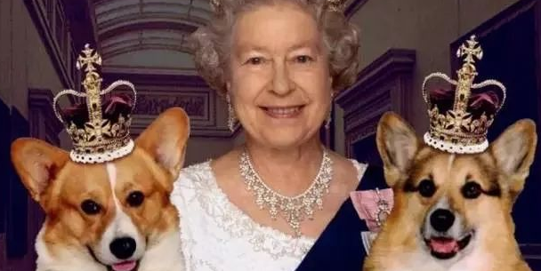 英国皇家宠物犬柯基优缺点，不完整介绍来啦！