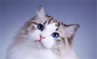宠物猫怎么卖出去