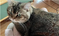 猫知道主人来大姨妈吗