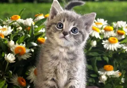 猫咪脖颈处皮 下摸到一个疙瘩