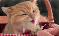 猫咪可以吃虾仁吗