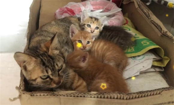 别人家猫跑到家里生了三只好不好