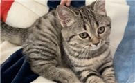 半夜猫叫有什么预兆