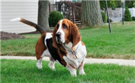 巴吉度犬的价格行情？巴吉度犬多少钱一只？