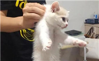 猫咪脖子后面可以揪吗