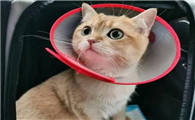 吃加巴喷丁会不会对猫不好