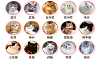 宠物猫品种排行榜