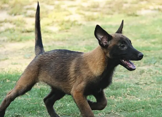 为啥不养马犬？这几个原因！