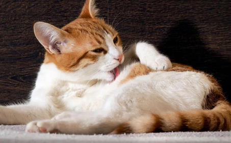 猫咪吃虾会过敏吗