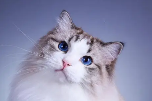 宠物猫怎么卖出去