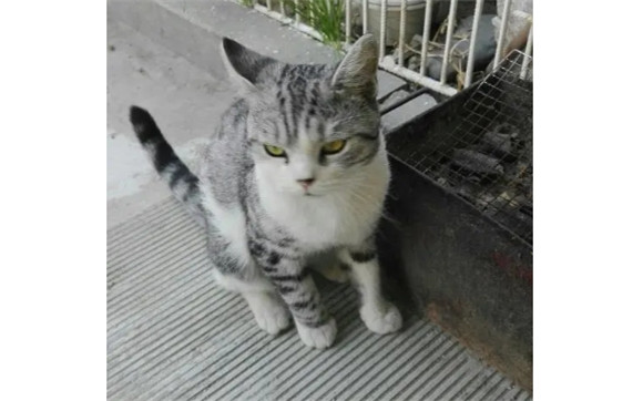别人家的猫进家好不好