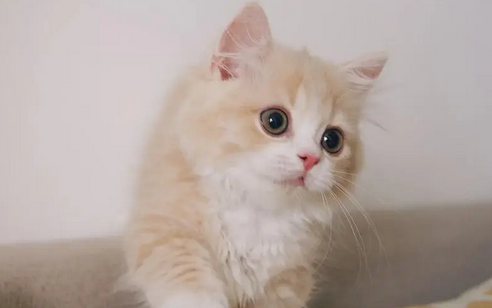 猫咪能吃虾肉吗