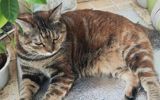 被打过的猫怎么才能和人和好