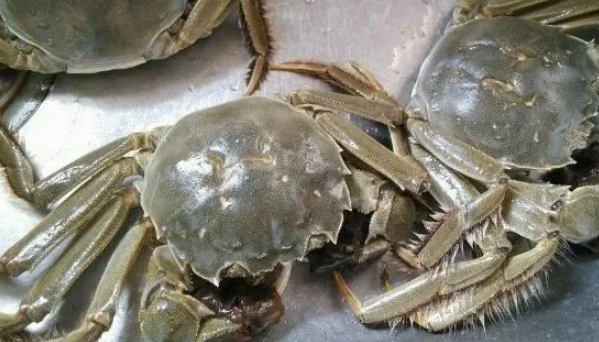 才死的螃蟹可以吃吗?