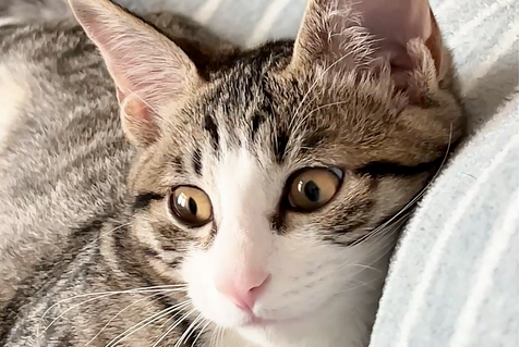 白爪猫为什么不好