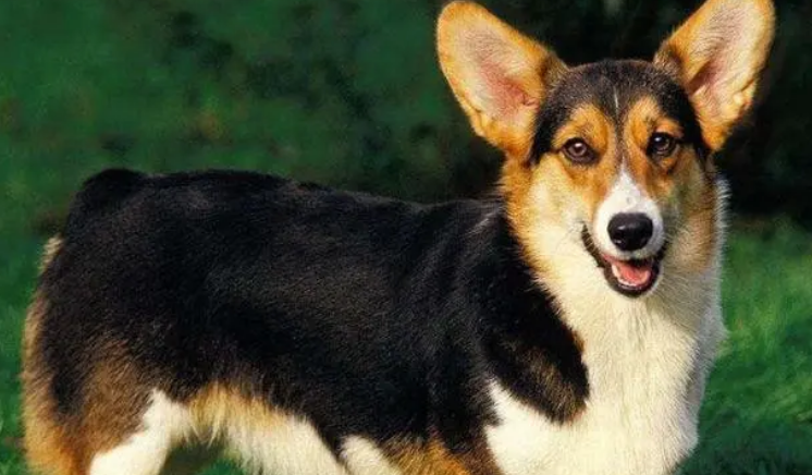 威尔斯柯基犬 挑选饲养要点 威尔斯柯基犬 挑选饲养要点