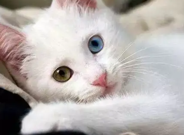 猫咪异瞳摄人心魄,但你知道吗,这是基因缺陷 猫咪异瞳摄人心魄,但你知道吗,这是基因缺陷