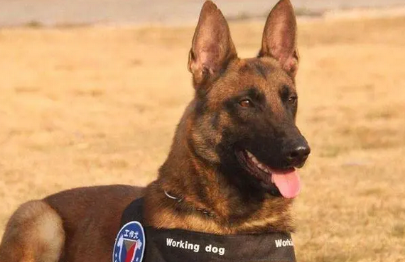 养马犬之前，先来了解这5个条件