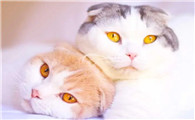 苏格兰折耳猫（Scottish Fold）是什么猫？