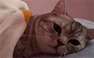 猫会来大姨妈流血吗