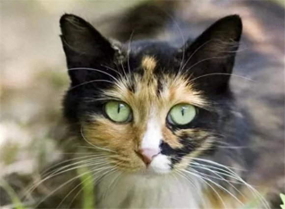 揭秘,为何应谨慎考虑饲养玳瑁猫? 揭秘,为何应谨慎考虑饲养玳瑁猫?