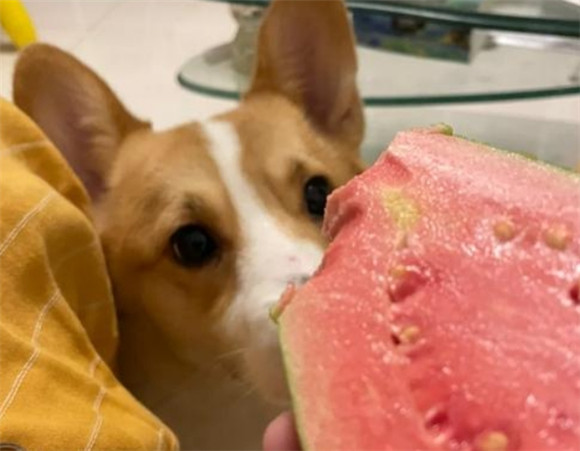 狗狗能吃番石榴吗