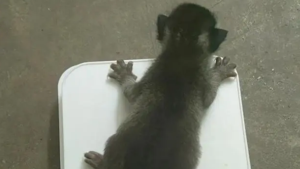 3个月小猫多重