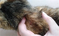 猫咪脖子后面有一块硬硬的东西怎么回事