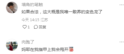 一网友发文,在马达加斯加遇到了最小变色龙 一网友发文,在马达加斯加遇到了最小变色龙