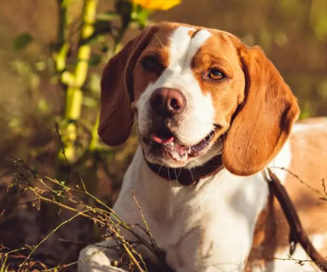 看完巴吉度犬的这些缺点，你就知道为何它惨遭嫌弃？