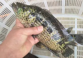 石斑鱼需要去鱼鳞吗