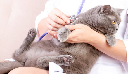 才买的猫要做哪些检查